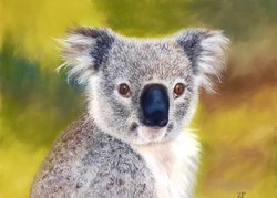  Le koala 